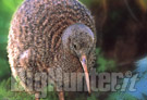 Uccello Kiwi Nuova Zelanda